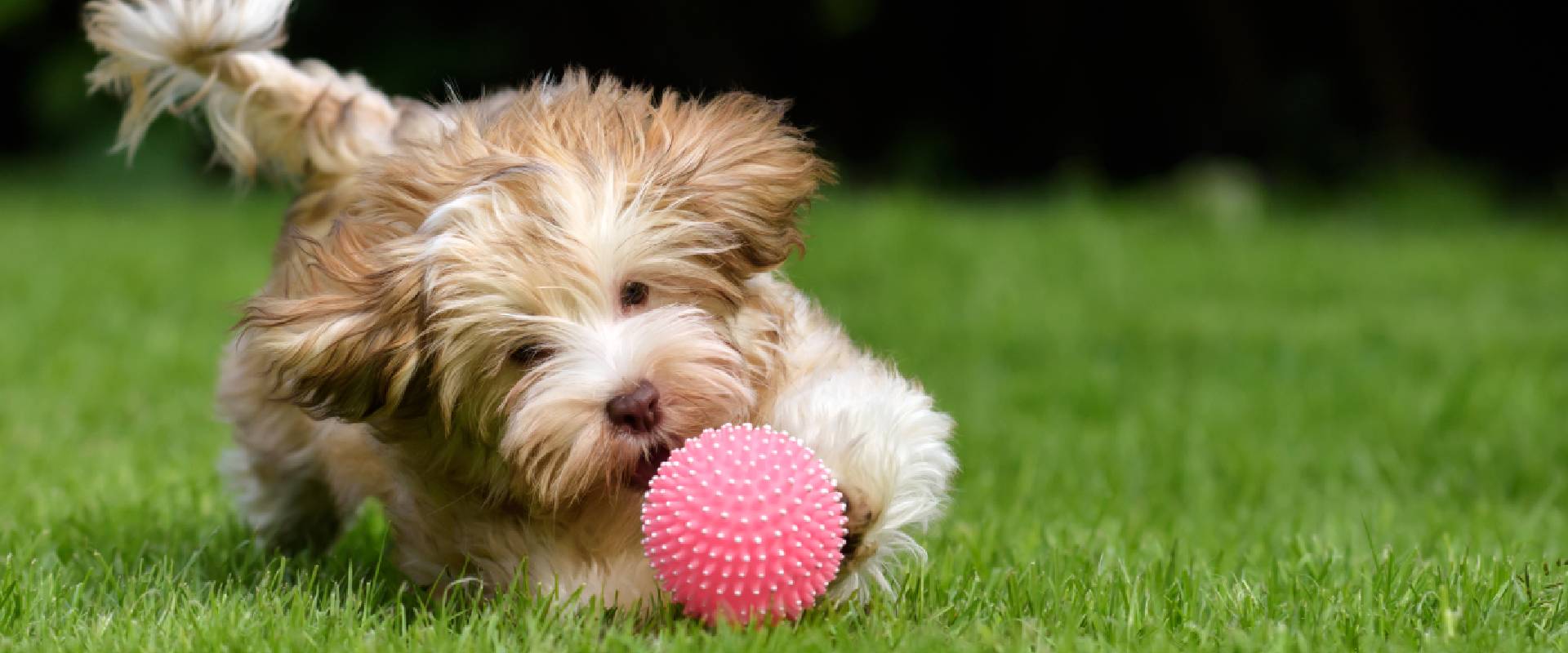 Best toys for havanese puppies sale